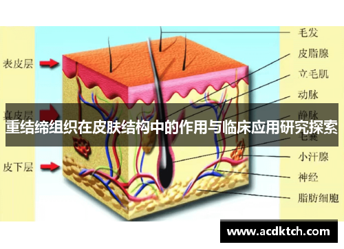 重结缔组织在皮肤结构中的作用与临床应用研究探索